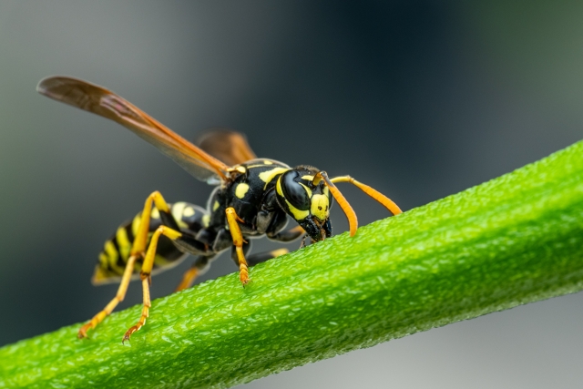 wasp sitting on plant