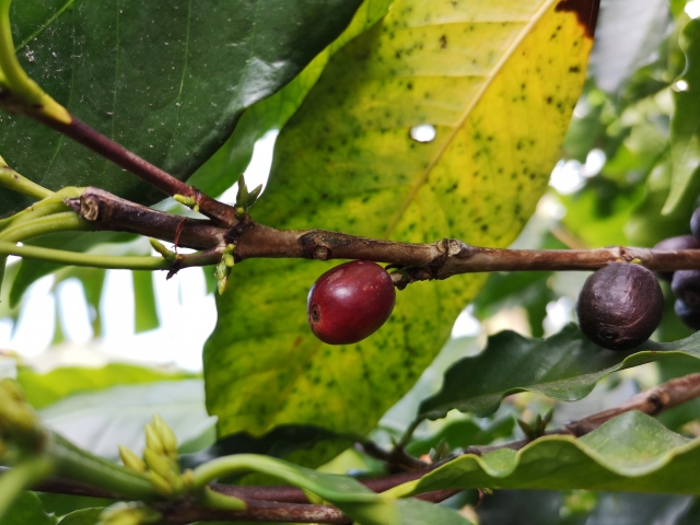 A ripe coffee arabica cherry