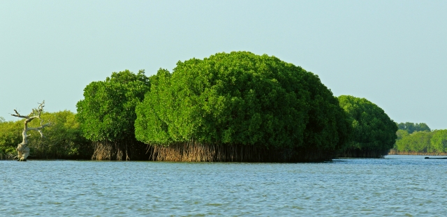 Pichavaram mangrove forests in India