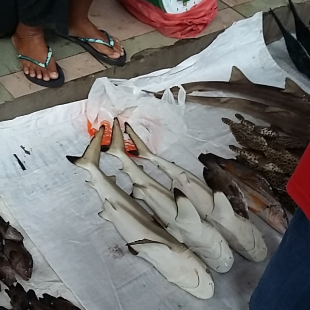 Sharks for sale at a market