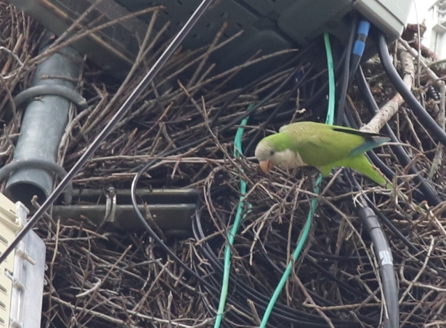 Monk Parakeet nest on a utility structure