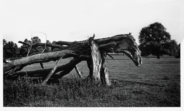 Black and white photography of a gnarled fallen tree in a field