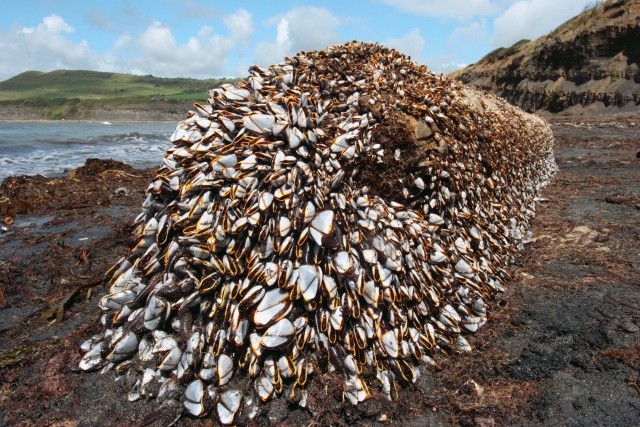 Common goose barnacles on a log