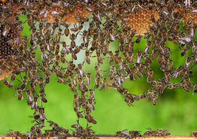 A photograph of many bees hanging on to each other and dangling from their honeycombs.