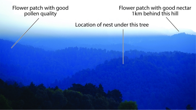 An image of forested mountains with text and lines indicating general points in the landscape. The text reads from left to right: 1. Flower patch with good pollen quality. 2. Location of nest under this tree. 3. Flower patch with good nectar 1km behind this hill.