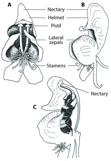 Three diagrams of a monkshood flower (Aconitum variegatum). A. and B. show the frontal and lateral view respectively. Labels indicate the Nectary, Helmet, Pistil, Lateral sepals, and Stamens. C. Shows a bumble bee inside the flower, inserting its tongue overhead into the “hood”. The “hood” is labelled as the Nectary.