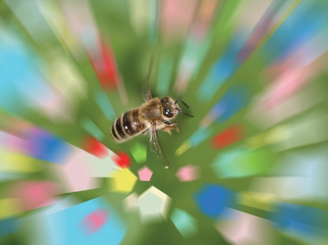 An image of a bee with pentagonal shapes of various bright colors in the background. The shapes are blurred which creates the impression of motion.