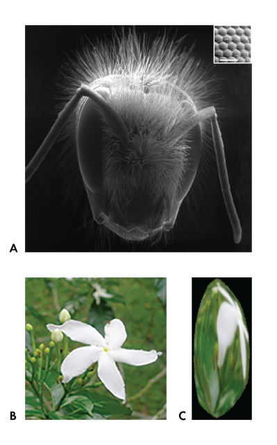 Three images: A. A close-up image of a bees head. B. An image of a white flower in a grassy outdoor setting. C. The same image from B, distorted into an oblong shape made up of hexagonal pixels.