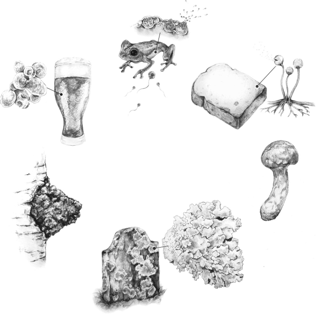 Six illustrations of fungal forms arranged in a circle. Illustrations described in the Figure I.2. caption.