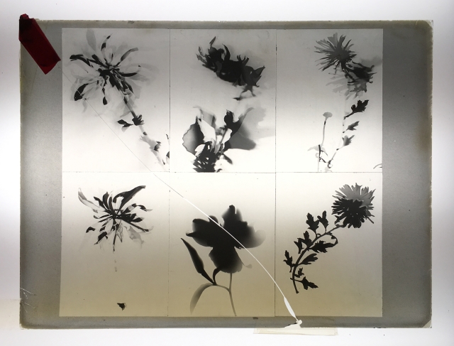 László Moholy-Nagy, Six Flowers. Cracked glass negative of 6 photograms, each photogram features one flower.