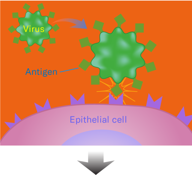 Diagram of virus attacking cell with orange background and low contrast text labels. Example is labelled "Low Accessibility."