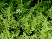 Fern and flowers