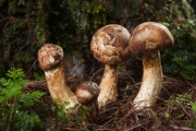 Matsutake mushroom growing in nature