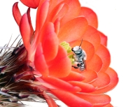 Bee on a red cactus flower