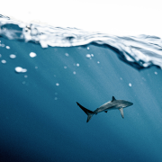 Image of shark underwater