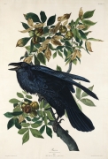 Illustration of a raven on a branch