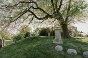 view of cemetery with large tree