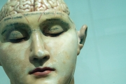 model of head and brain