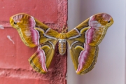 Moth on a wall