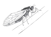 illustration of a winged insect