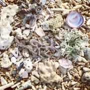 An array of pastel coral and shell pieces seen from overhead