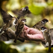 Birds feeding of a man's palm
