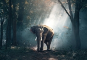 elephant in a forest