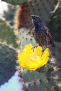 Common cactus finch