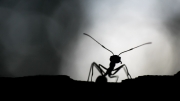 Ant silhouette 