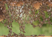 a group of bees near a honeycomb