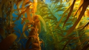 Underwater photograph of kelp forest