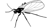 Decorative illustration of a Sciarid Fly